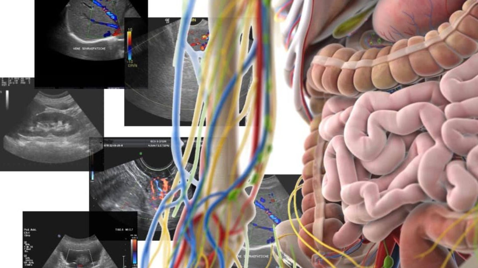 Sonoanatomia ed elementi di tecnica ecografica
